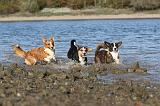 CORGI CARDIGAN 192